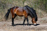 Exmoor Pony