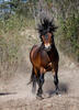 Exmoor Pony