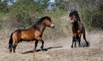 Exmoor Pony