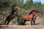 Exmoor Pony