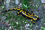 Feuersalamander