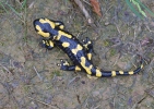 Feuersalamander