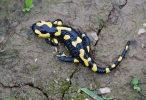 Feuersalamander