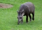 Flachlandtapir