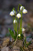 Frühlings-Knotenblume