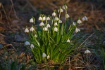 Frühlings-Knotenblume