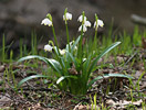 Frühlings-Knotenblume