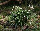 Frühlings-Knotenblume