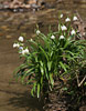 Frühlings-Knotenblume