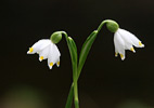 Frühlings-Knotenblume