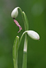 Frühlings-Knotenblume