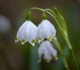 Frühlings-Knotenblume