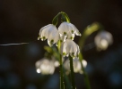 Frühlings-Knotenblume