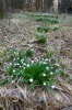 Frühlings-Knotenblume