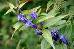 Gentiana asclepiadea