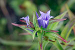 Gentiana asclepiadea