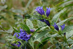 Gentiana asclepiadea