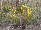 Gold-Aster - Goldhaaraster