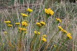 Gold-Aster - Goldhaaraster