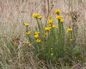 Gold-Aster - Goldhaaraster