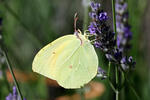 Gonepteryx cleopatra