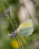 Gonepteryx cleopatra