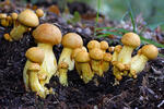 Gymnopilus spectabilis