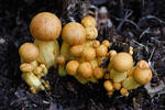 Gymnopilus spectabilis