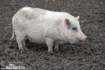 Hängebauchschwein