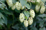 Humulus lupulus