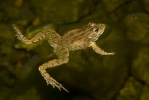 Iberischer Wasserfrosch