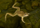 Iberischer Wasserfrosch