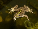 Iberischer Wasserfrosch