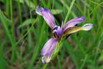 Iris graminea