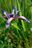 Iris graminea