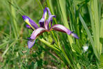 Iris graminea