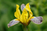 Iris variegata