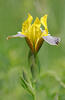 Iris variegata