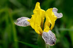 Iris variegata