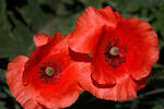 Klatschmohn