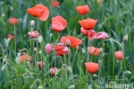 Klatschmohn