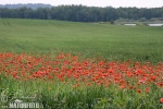 Klatschmohn