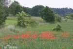 Klatschmohn