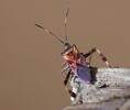 Leptoglossus occidentalis