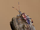 Leptoglossus occidentalis