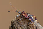 Leptoglossus occidentalis