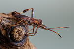 Leptoglossus occidentalis