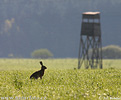 Lepus europaeus