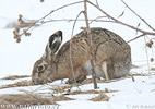 Lepus europaeus