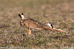 Lepus europaeus